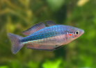 Duboulays Rainbowfish - Schnapper Creek