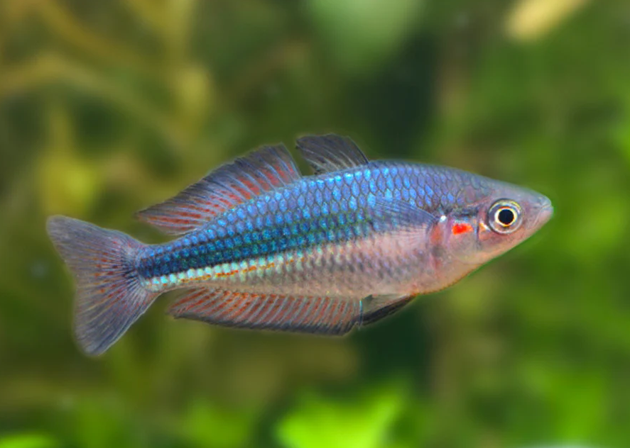 Duboulays Rainbowfish - Schnapper Creek
