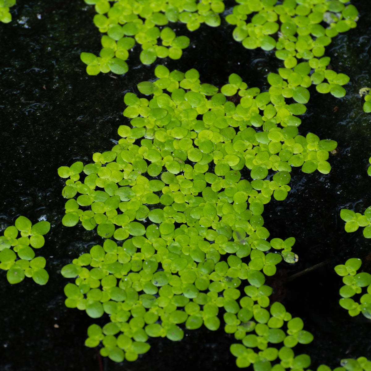 Shop Live Duckweed – Nature Aquariums