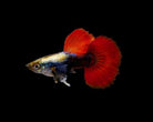 Dumbo Silver Tuxedo Male Guppy