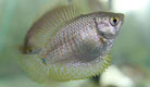 Dwarf Female Gourami