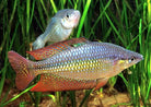 Eastern Rainbowfish 5-10cm