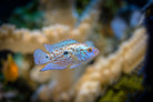 Electric Blue Jack Dempsey 4cm