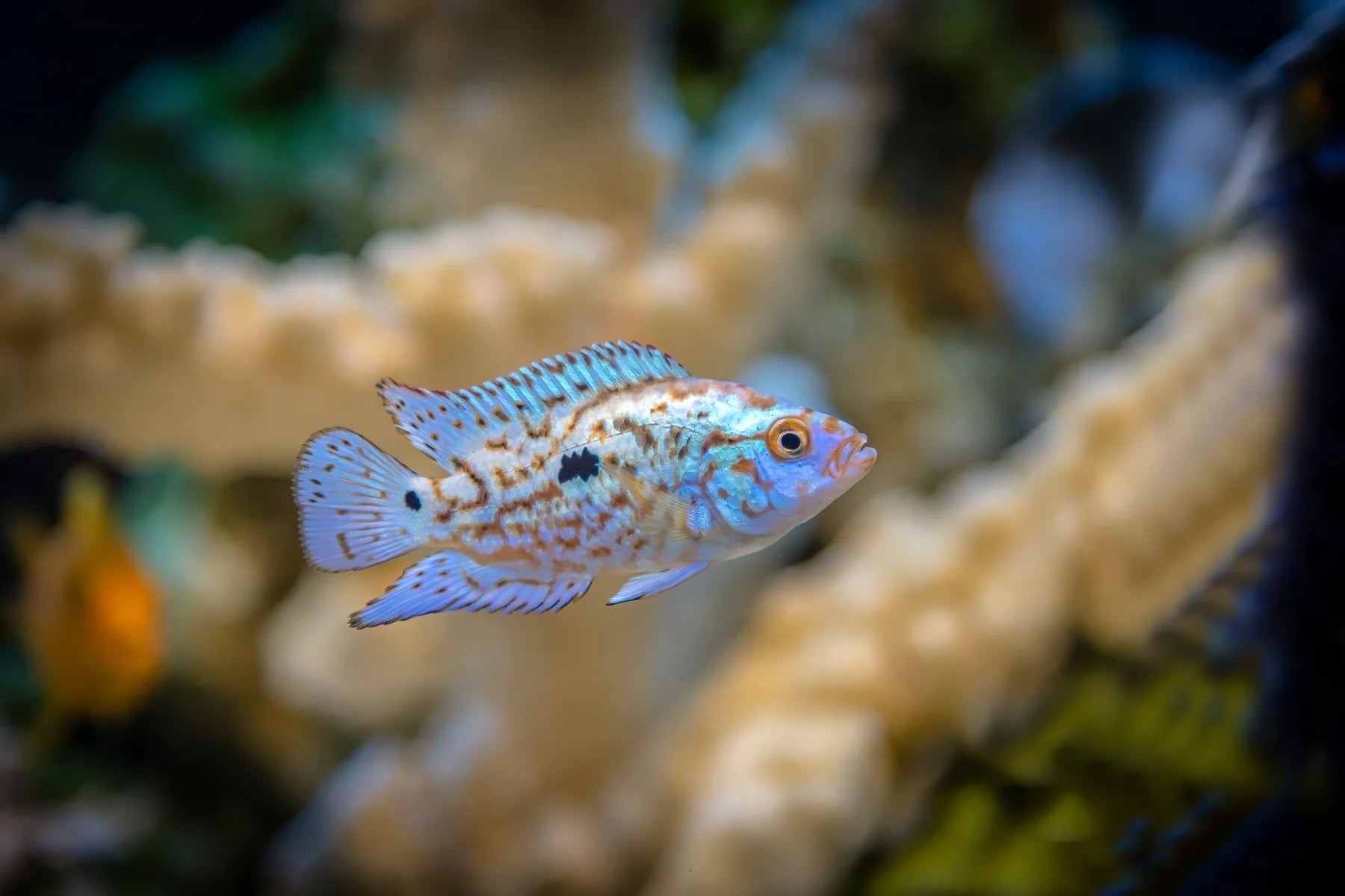 Electric Blue Jack Dempsey 4cm