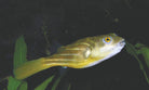 Fahaka Puffer 10cm