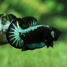 Male Samurai Alien Betta