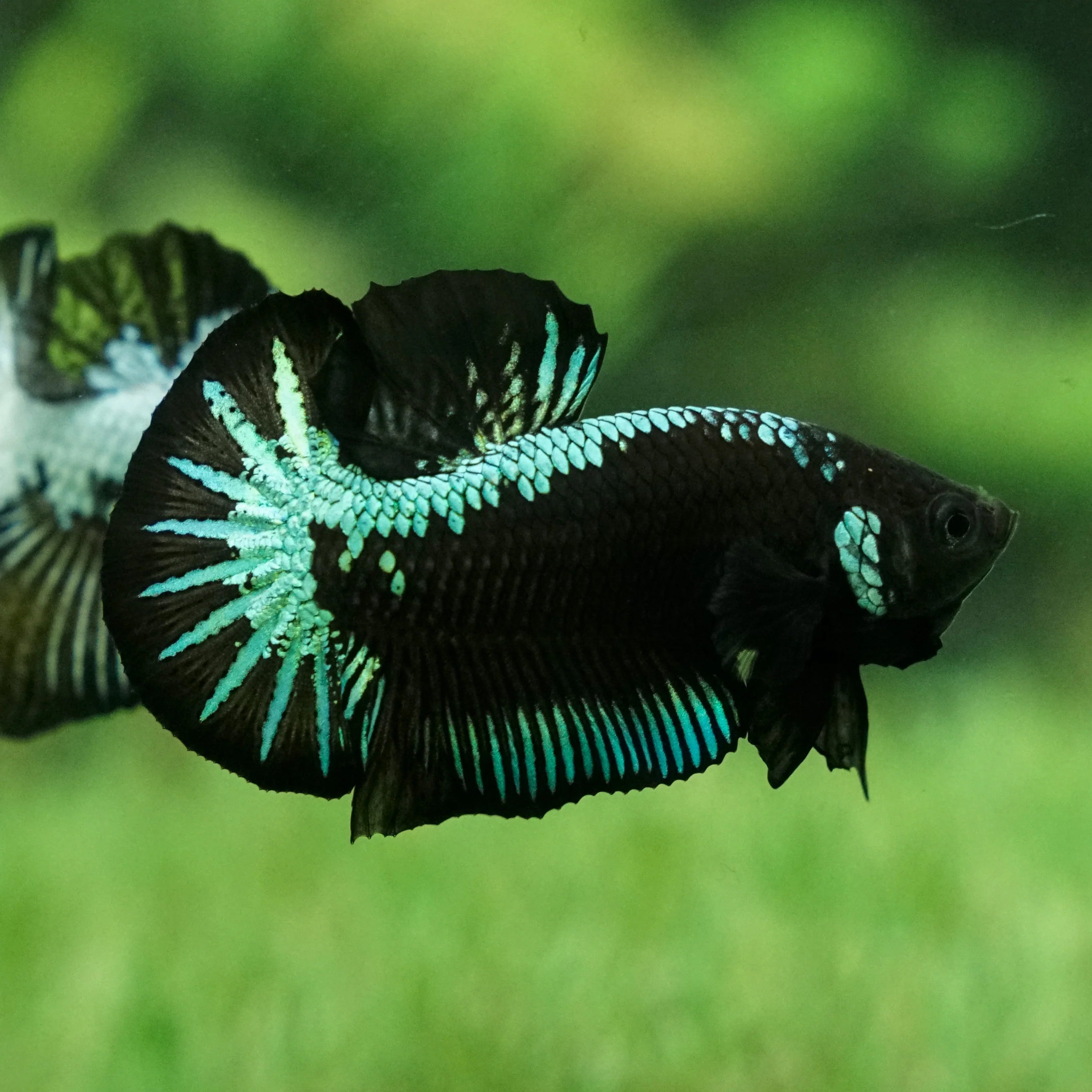 Male Samurai Alien Betta
