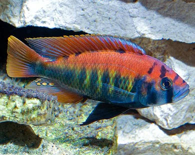 Flameback Cichlid 8cm