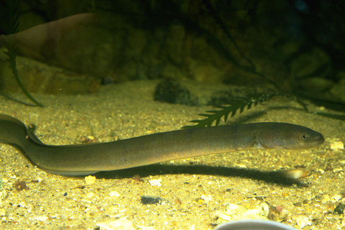 Freshwater Short Fin Eel