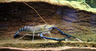 Giant Freshwater Prawn Macro Rosenbergii