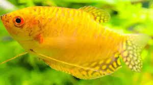 Gold Gourami 10cm