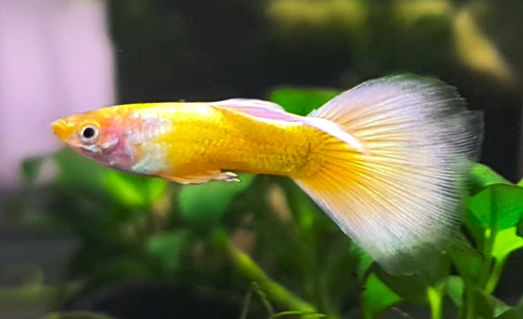 Gold Halfmoon Male Guppy