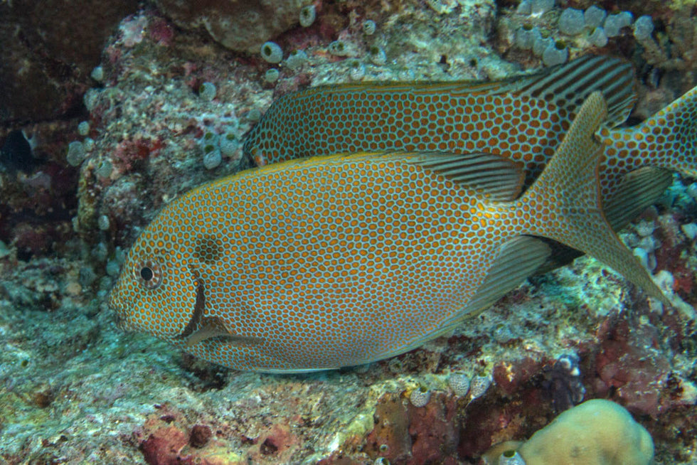 Oxface Rabbitfish Live Foxface & Rabbitfish for Sale | Nature Aquariums AU