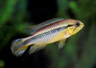 Golden Dwarf Cichlid Nannacara Anomala
