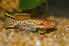 Golden Gardeneri Killifish