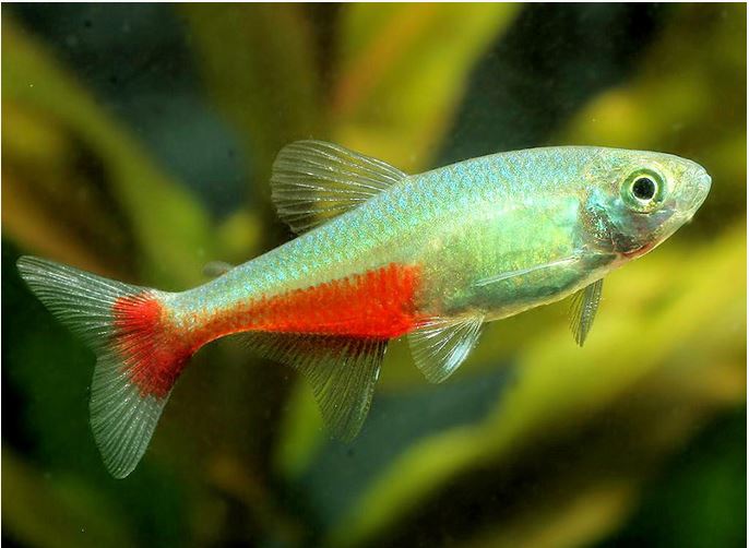 Rathbun's Bloodfin Tetra