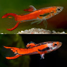 Chili Red Endler Male