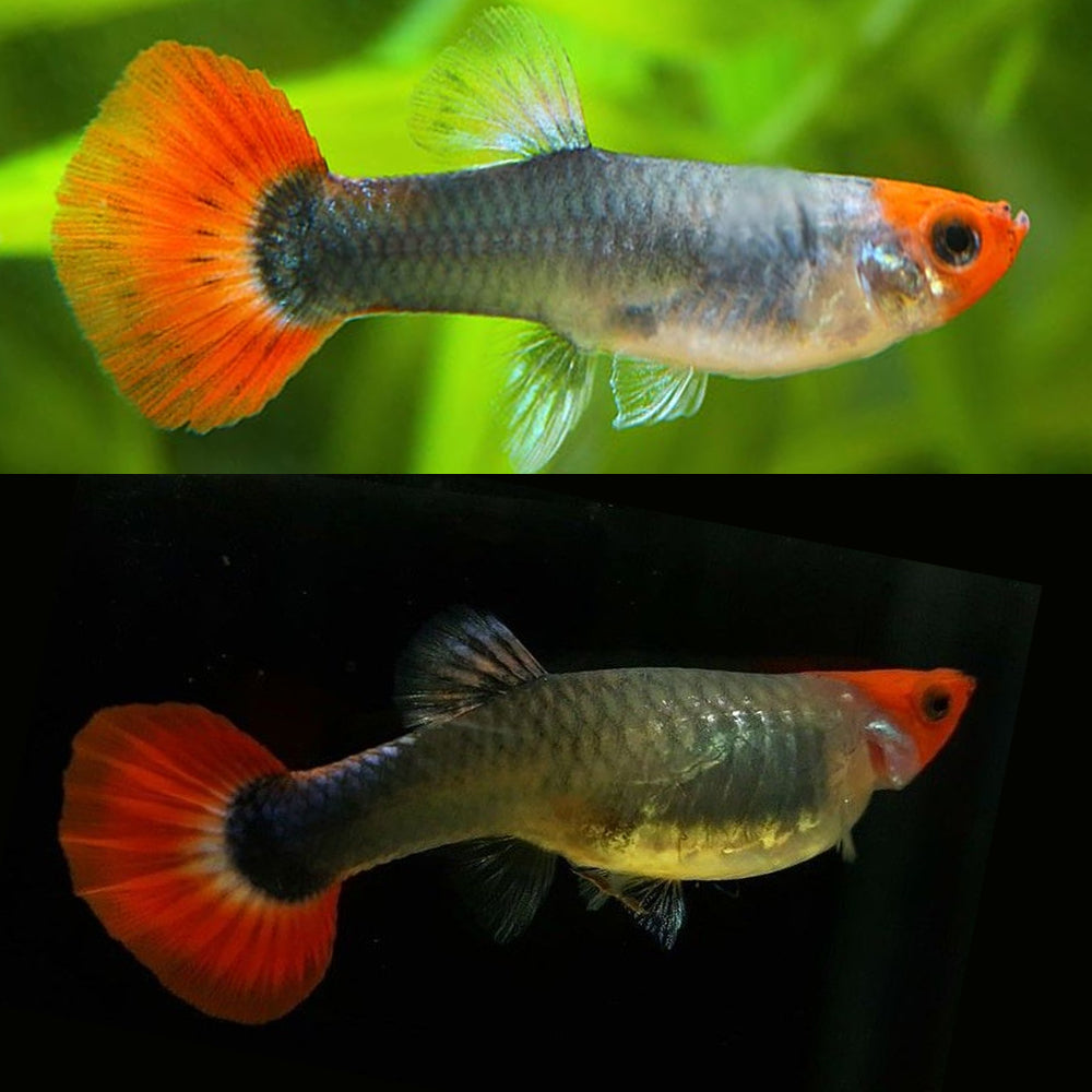 Red Tuxedo Koi Guppy Pair