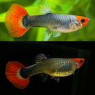 Red Tuxedo Koi Guppy Pair