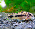 Habrosus Corydora