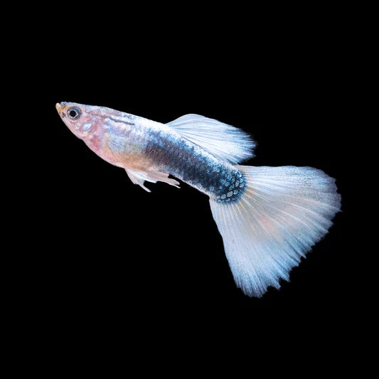 Half Blue White Guppy Male