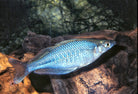 Highland Rainbowfish