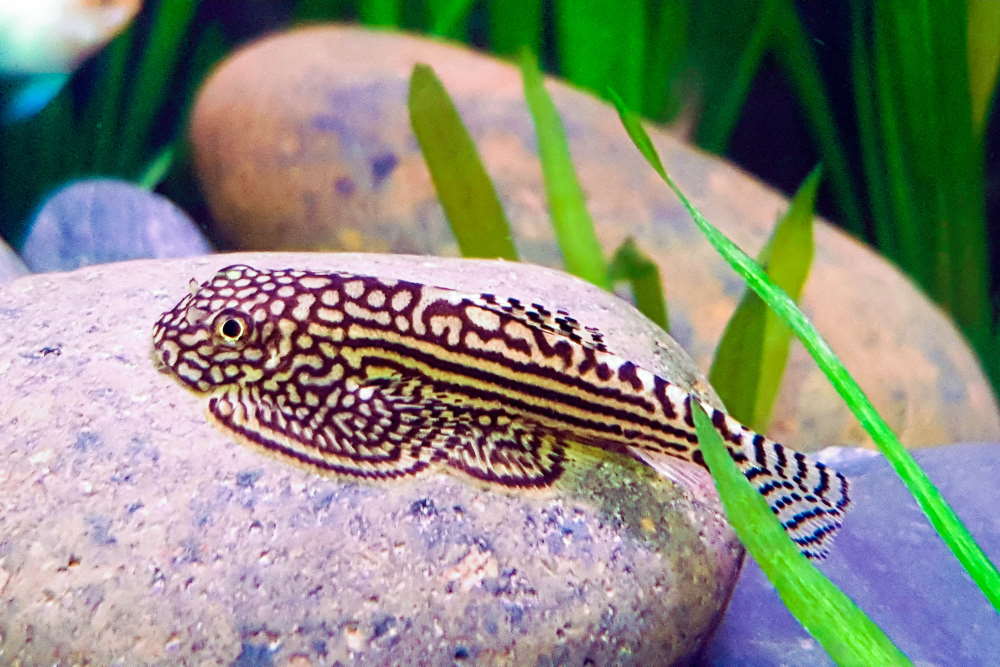 Live Hillstream Loach – Nature Aquariums