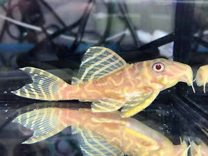 L333 Albino King Tiger Pleco