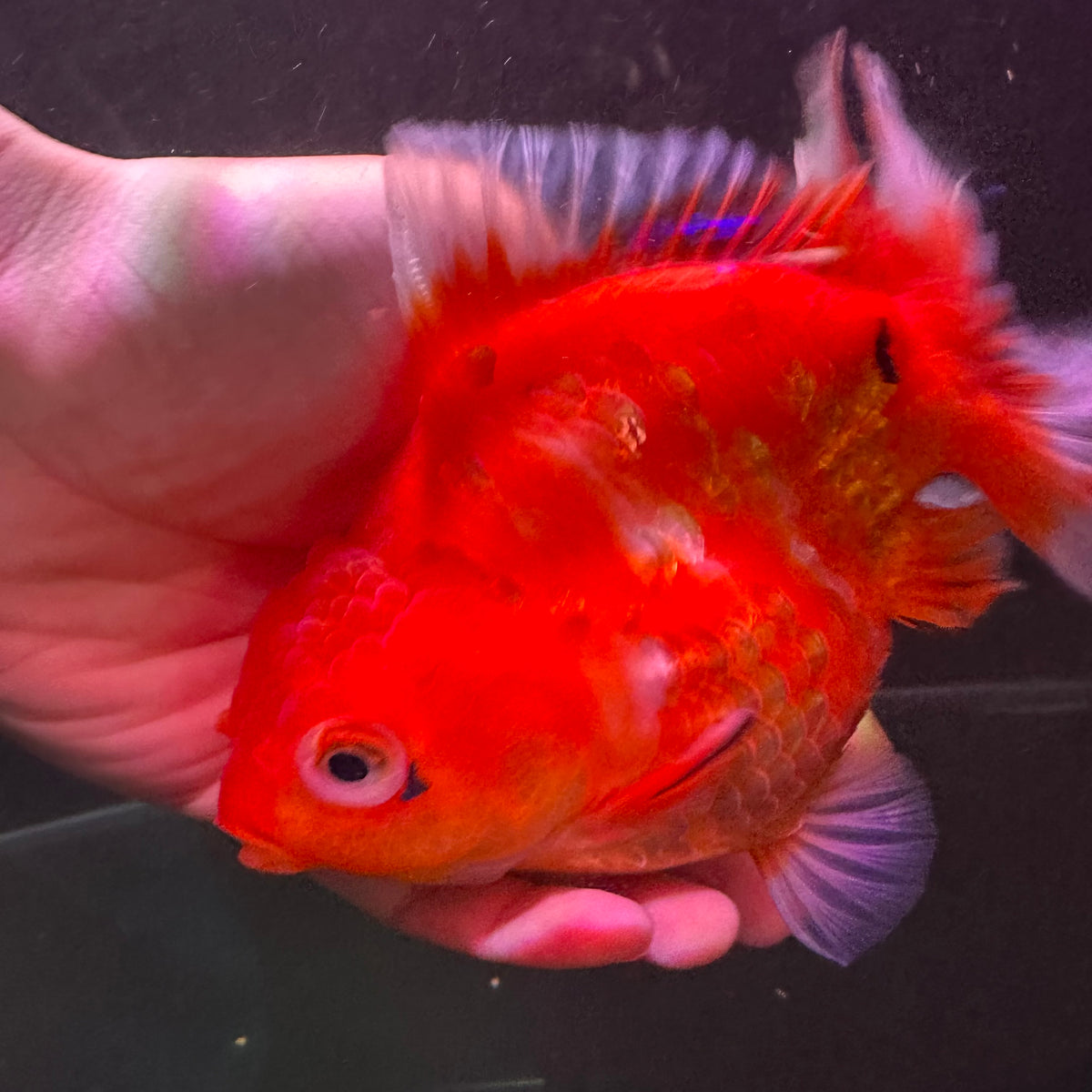 Live Aquarium Tropical Fish, Shrimp, Plants, Saltwater Fish & Coral ...