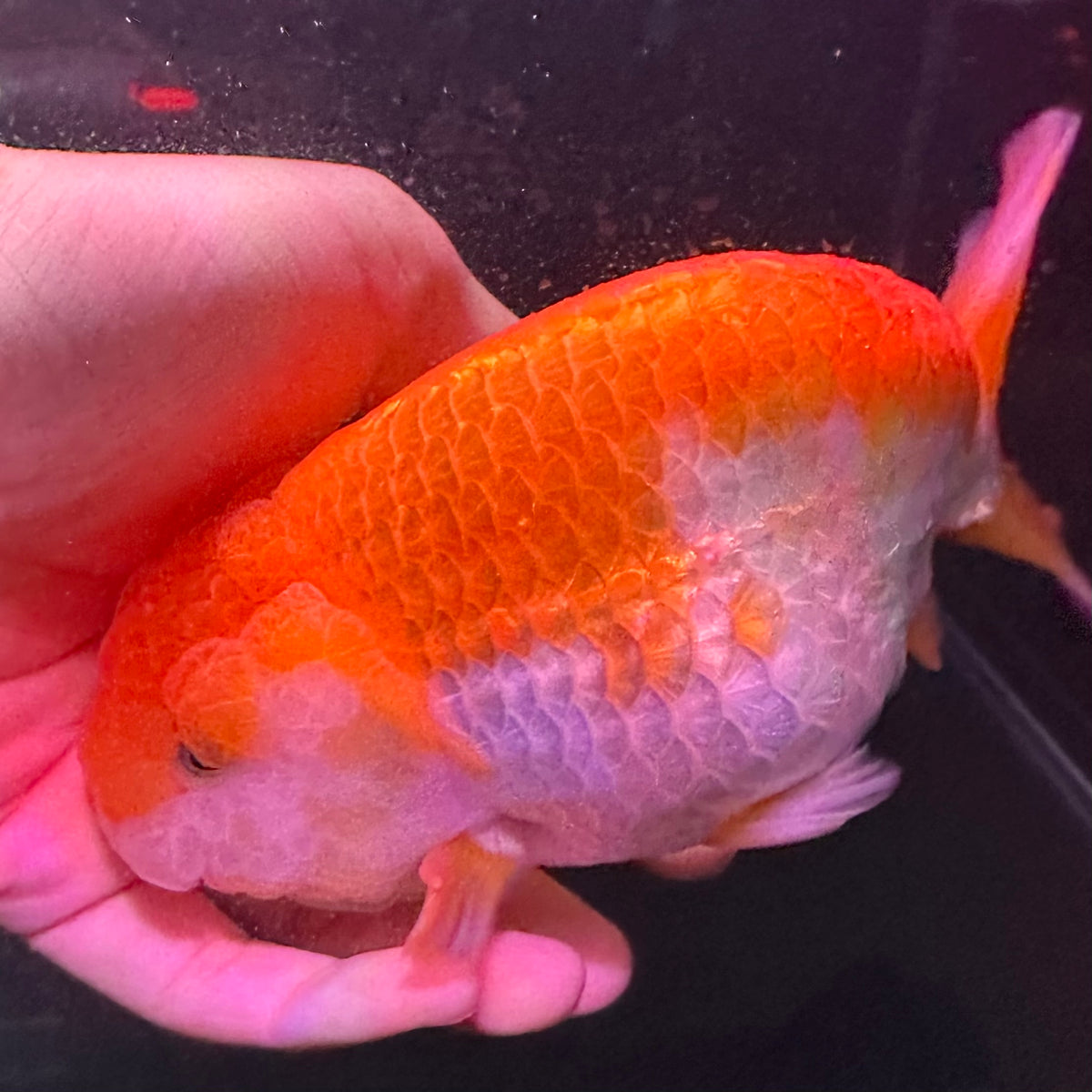 Fancy Goldfish for Sale Australia – Premium Ranchu, Oranda & More ...
