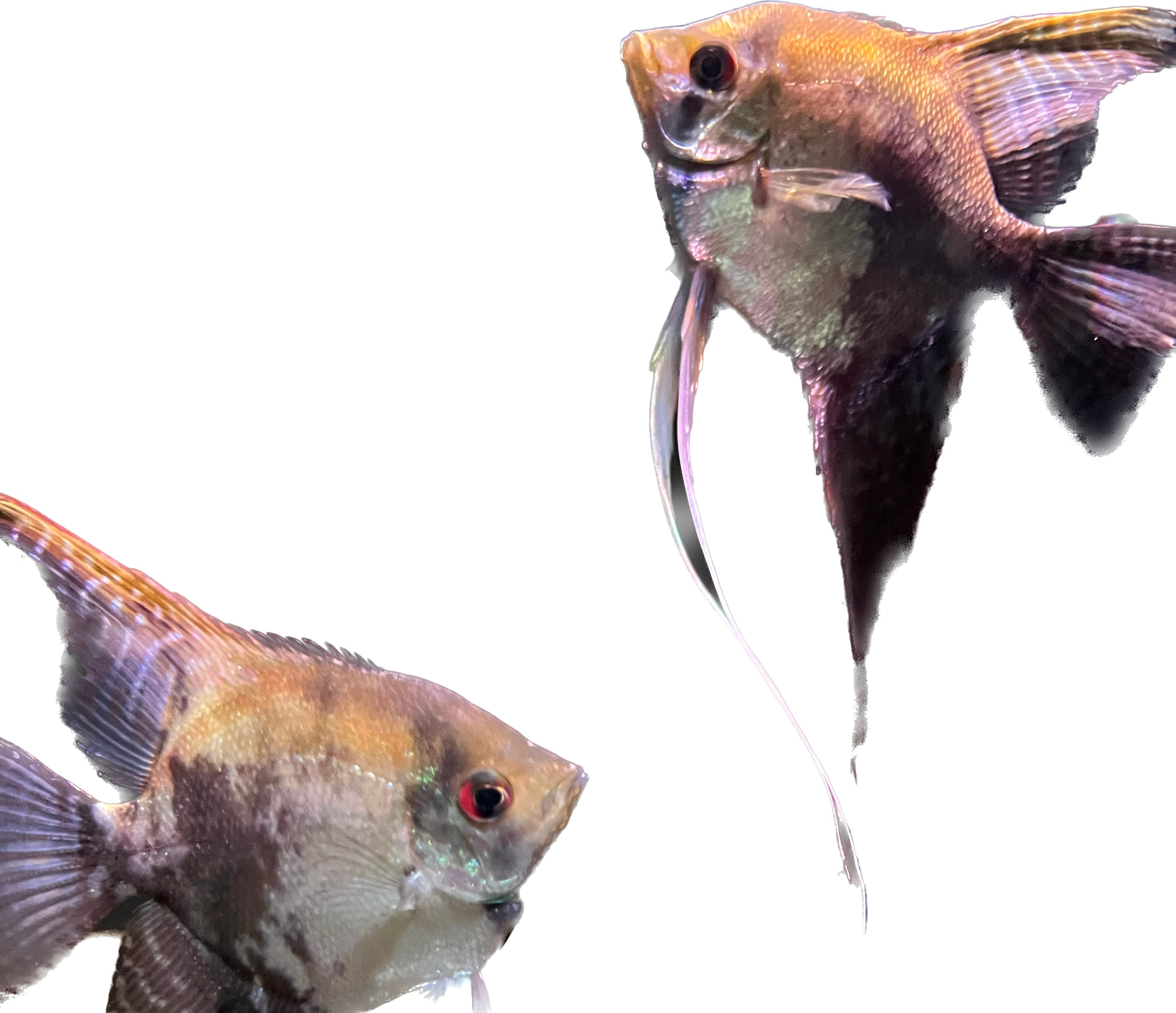 Smokey Red Fin Angel 6cm