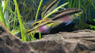 Kribensis Pair 6cm