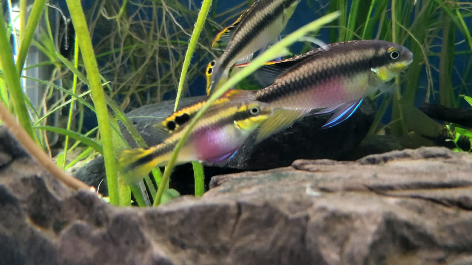 Kribensis Pair 6cm