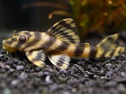 L015 Candy Stripe Pleco 3cm