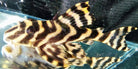 L202 False Leopard Frog Pleco 3cm+