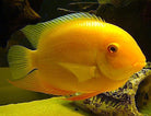XL Assorted Severum