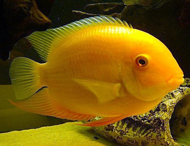 XL Assorted Severum