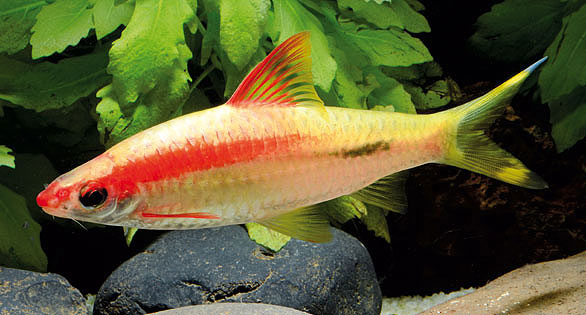 Gold Torpedo Barb