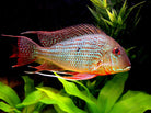 Large Red Horseface