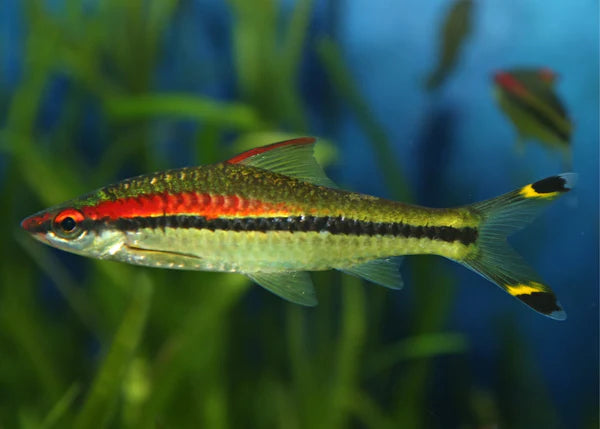 XL Torpedo Barb 15cm