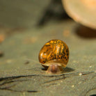 Leopard Ramshorn