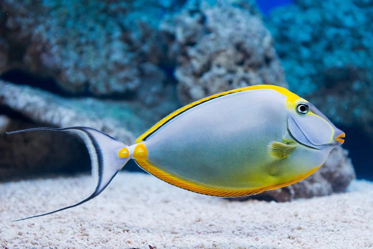 Lipstick Tang Small – Nature Aquariums