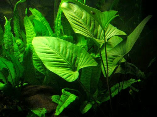 Live aquarium plants