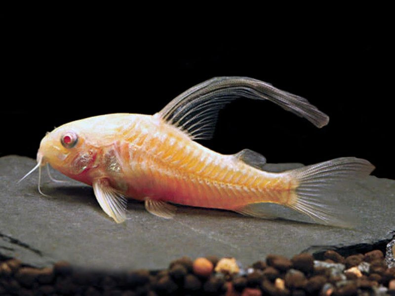 Corydoras Longfin Albino Peppered