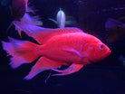 Long Fin Red Nemo Oscar