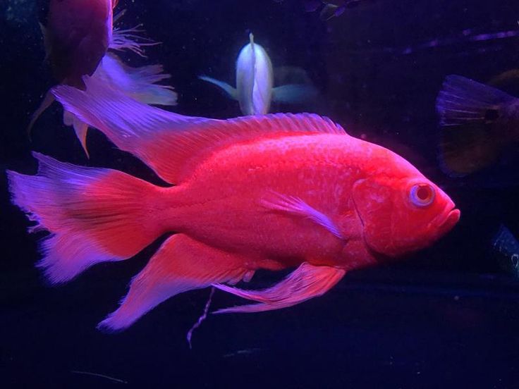Long Fin Red Nemo Oscar
