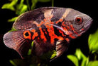 Longfin Tiger Oscar 7cm