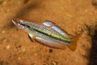 M. nigrans Rainbow