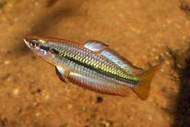 M. nigrans Rainbow
