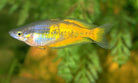 Parkinsoni Rainbowfish - Orange Form